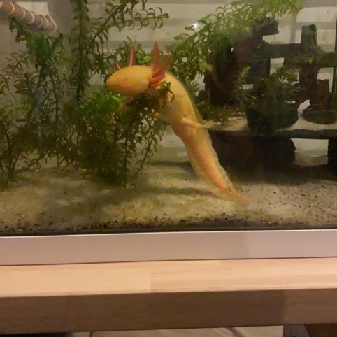 Axolotl gold male