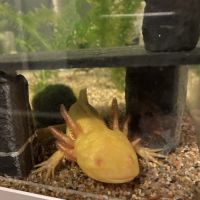 Axolotl gold male #1
