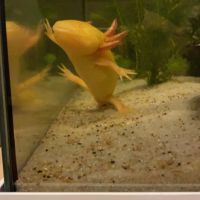 Axolotl gold male #2