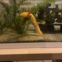 Axolotl gold male #0