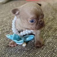 Chihuahua mâle lavande