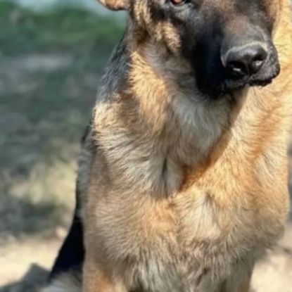 Donne berger allemand ligne de travail