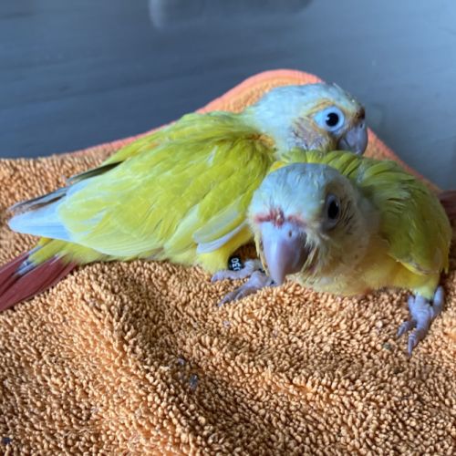 Conure pyrrhura àpprivoiser eam