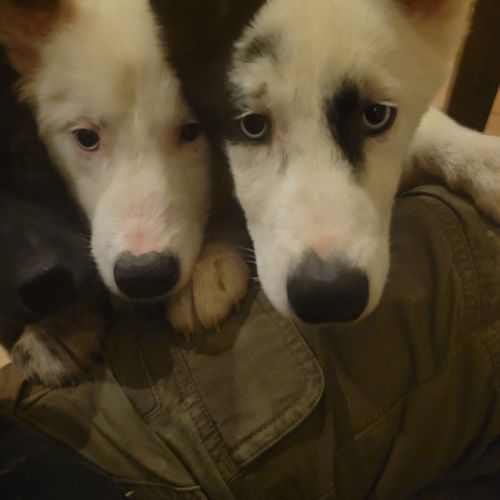 Chiots laika/husky #1