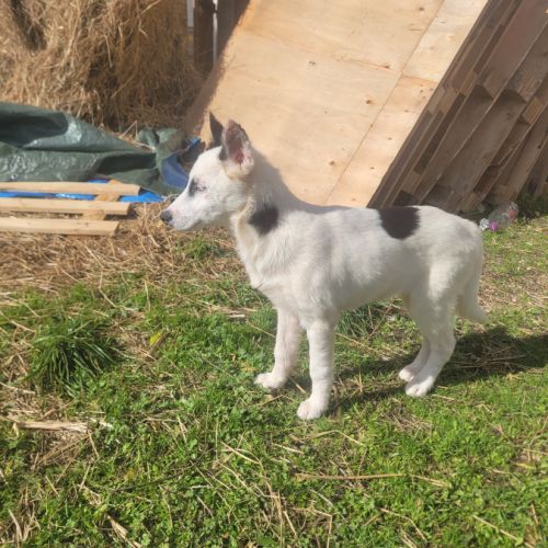 Chiots laika/husky #2