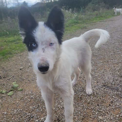 Chiots laika/husky #3