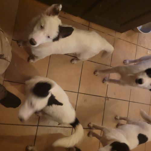 Chiots laika/husky #4