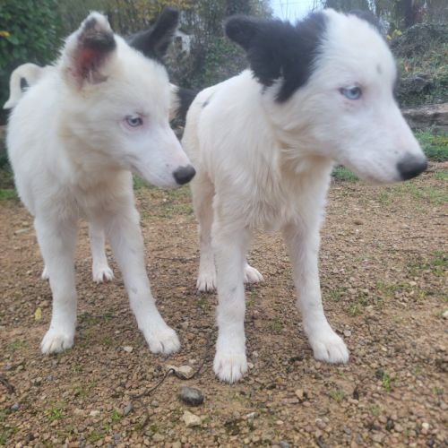 Chiots laika/husky #0