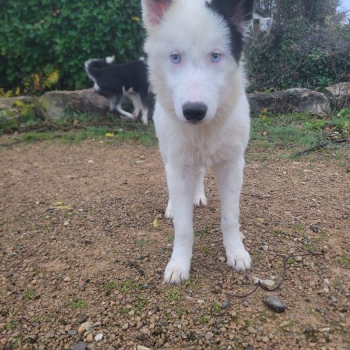 Chiots laika/husky #6