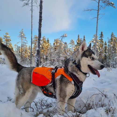 Chiots laika/husky #9