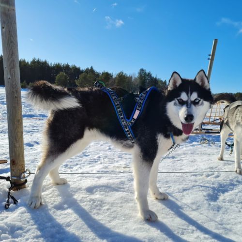 Chiots laika/husky #10