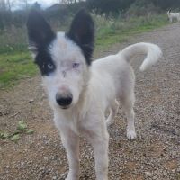 Chiots laika/husky #3