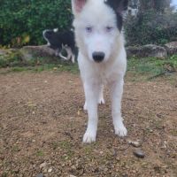 Chiots laika/husky #6