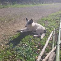 Chiots laika/husky #7