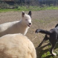 Chiots laika/husky #8