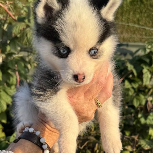 Pomsky f3 #4