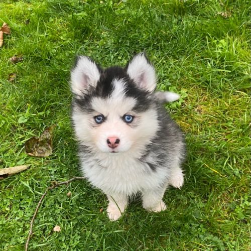 Pomsky f3 #6