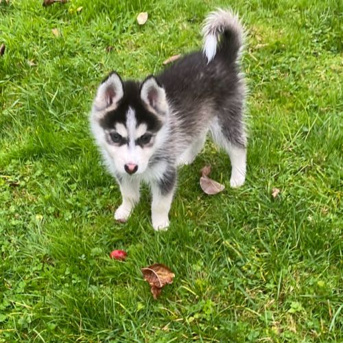 Pomsky f3 #0