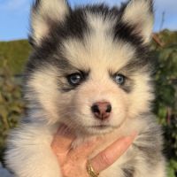 Pomsky f3 #1