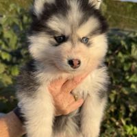 Pomsky f3 #2