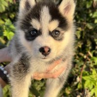 Pomsky f3 #3