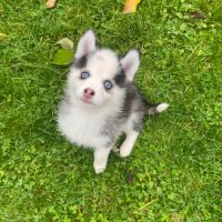 Pomsky f3 #5