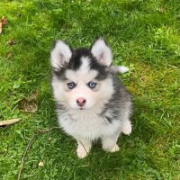 Pomsky f3 #6