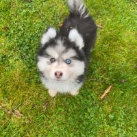 Pomsky f3 #7