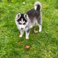 Pomsky f3