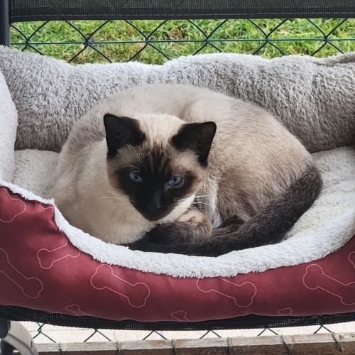 Jumpy, joli chaton a l'adoption