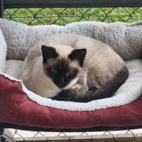 Jumpy, joli chaton a l'adoption #0