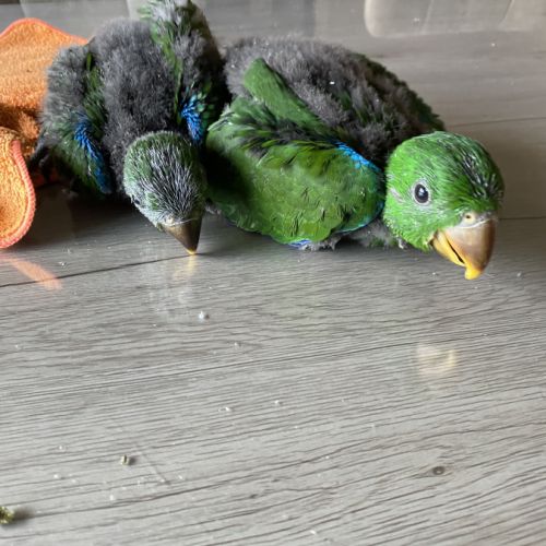 Perroquet ecletus apprivoiser eam #1