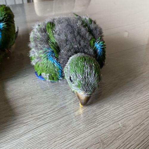 Perroquet ecletus apprivoiser eam #2