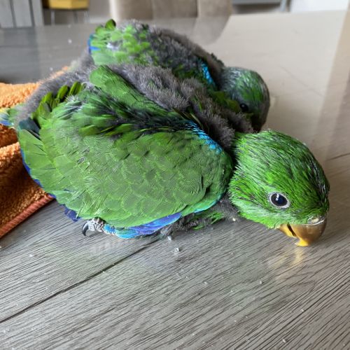 Perroquet ecletus apprivoiser eam #0