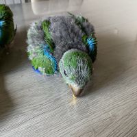 Perroquet ecletus apprivoiser eam #2