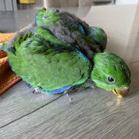 Perroquet ecletus apprivoiser eam