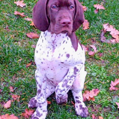 Chiot braque français pyrénées