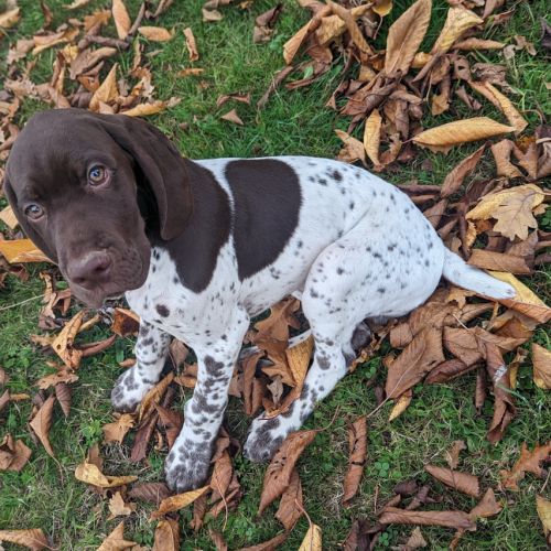 Chiot braque français pyrénées #0