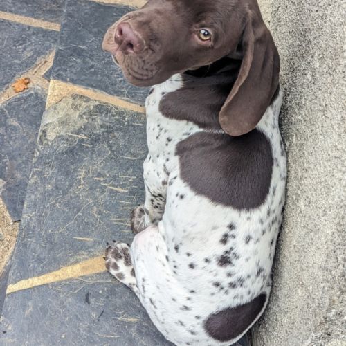 Chiot braque français pyrénées #3