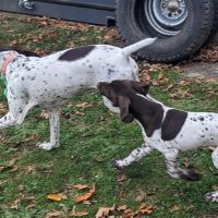 Chiot braque français pyrénées #2