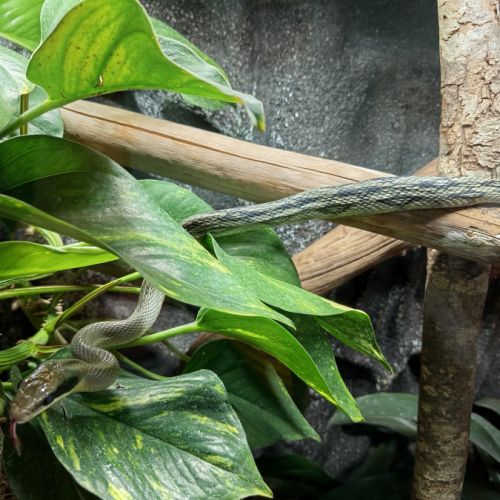 Beauté bleu du vietnam + terrarium