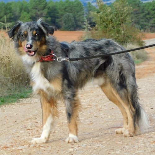 Sapic 1 an, magnifique croisé border collie #1