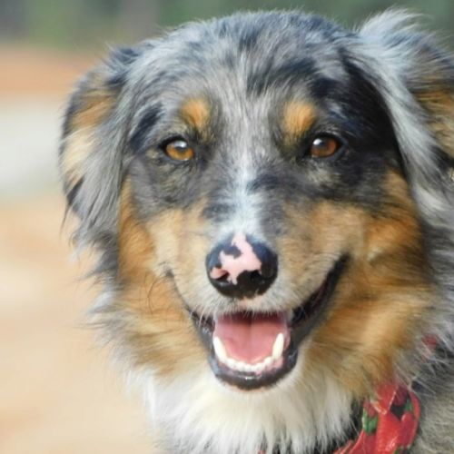 Sapic 1 an, magnifique croisé border collie #2