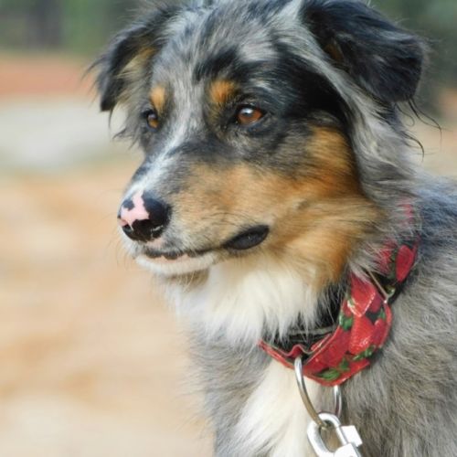 Sapic 1 an, magnifique croisé border collie #3