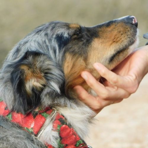 Sapic 1 an, magnifique croisé border collie #4