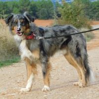 Sapic 1 an, magnifique croisé border collie #1