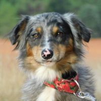 Sapic 1 an, magnifique croisé border collie