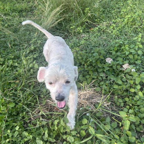 Chabin notre boule d'amour créole #3