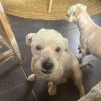 Chabin notre boule d'amour créole #0