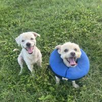 Chabin notre boule d'amour créole #4